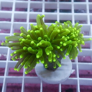 Neon green coral frag with finger-like polyps in a small white pot on a grid background.
