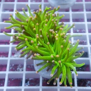 Bright green finger-like soft coral (green star polyps or similar) with beige-tipped tentacles mounted on a plug, set on a white grid background.