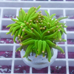 Bright green succulent with many fingerlike leaves radiating from a central rosette in a white pot on a grid surface.