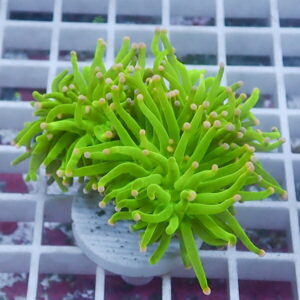 Bright green coral frag with long tentacles and white tips mounted on a round plug atop a white grid rack.
