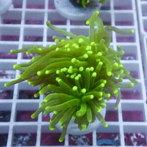 Neon green sea anemone frag with long tentacles on a white plug.