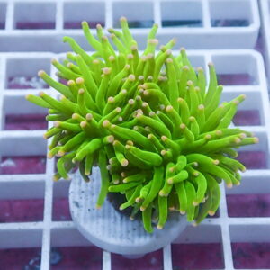 Bright green coral-like succulent with pink-tipped tentacles in a small pot on a grid-pattern surface.