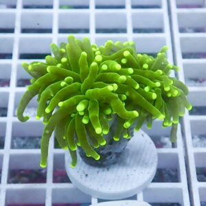 Bright green, finger-like succulent in a small pot atop a white grid surface.