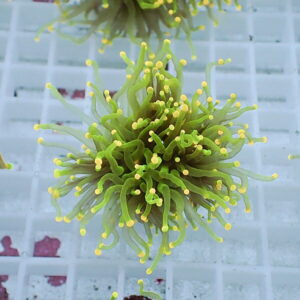 Bright green sea anemone–like coral fragment with yellow-tipped tentacles on a white grid background