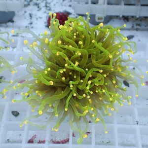 Bright green sea anemone-like coral with yellow-tipped tentacles in an aquarium setting