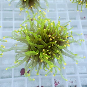 Bright green sea anemone–like coral with long curling tentacles and yellow tips.