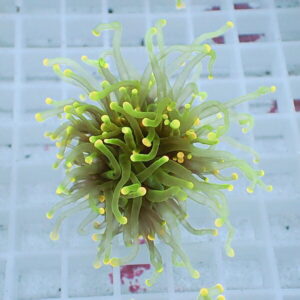 Green and yellow coral frag with long curling tentacles on a white grid background.
