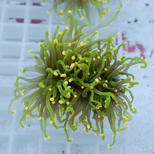 Close-up of a green torch coral with curly tentacles and yellow-tipped tips.
