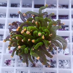 Close-up of a green coral-like plant with many fingered tentacles ending in pale yellow tips on a white grid surface