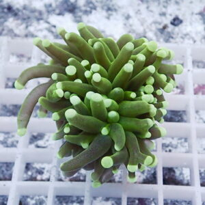 Green succulent with many plump fingerlike leaves forming a compact ball on a white grid background, lime-tipped tips visible.