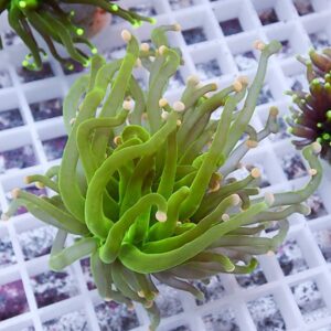 Close-up of a bright green succulent with long, tubular leaves curling outward and pale tips on a white grid background.