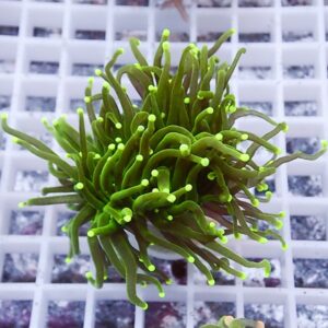 Bright green soft coral fragment with long, wavy tentacles and neon-yellow tips on a white grid background.