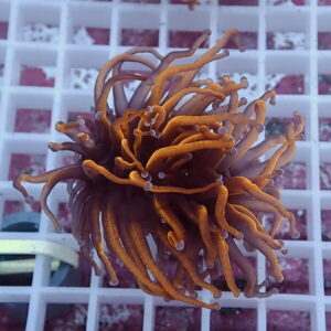 Orange sea anemone with long, wavy tentacles on a white grid in an aquarium.