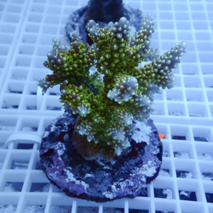 Green branching coral fragment with small polyp clusters on a round plug resting on a white grid tray edgewise viewed.