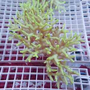 Branching coral with neon green tips mounted on a white grid rack in an aquarium.
