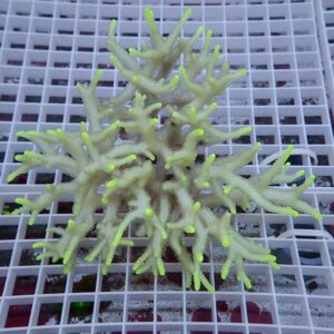 Branching coral fragment with pale beige branches and neon yellow tips on a white grid surface in an aquarium setting.