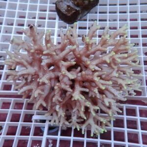Branching pink coral fragment with neon-green tips placed on a white grid rack, likely a reef aquarium frag.