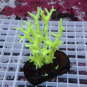 Bright neon green branching coral attached to a dark rock on a white grid surface in an aquarium setting, close-up size.