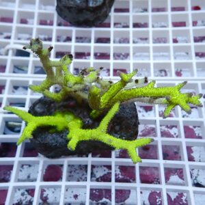 Bright green branching aquatic plant resembling coral resting on dark rocks on a white grid surface.