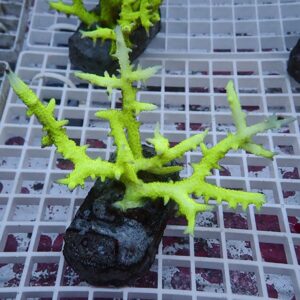 Neon yellow-green branching coral fragment attached to a dark plug, resting on a white grid tray.