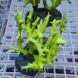 Neon green branching coral fragment with jagged, spiny branches attached to a dark rock in an aquarium.