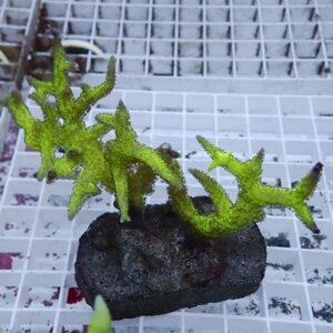 Bright green branching coral fragment anchored to a dark rock on a white grid surface inside an aquarium setting
