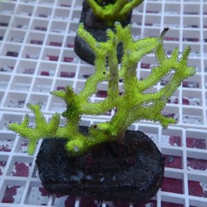 Bright neon green branching coral fragment mounted on a dark rock base, resting on a white grid rack in an aquarium setting.