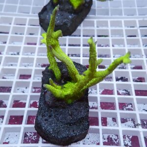 Bright neon-green branching coral fragment mounted on a dark circular plug placed on a white grid rack.