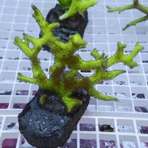 Bright green branching coral fragment attached to a black frag plug on a white grid aquarium rack.