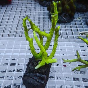 Neon-green branching coral fragment mounted on a dark rock, resting on a white grid propagation rack.