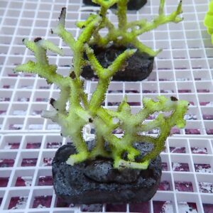Bright neon-green branching coral fragment attached to a dark rock, resting on a white grid surface in an aquarium setting