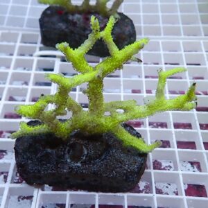 Bright lime-green branching coral frag mounted on a dark rock plug atop a white grid surface.