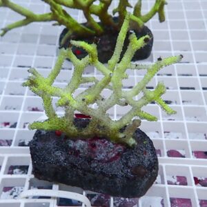 Bright green branching coral fragment attached to a dark rock on a white grid surface in an aquarium setting.