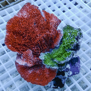 Bright red coral with a frilly, brain-like surface on a white grid background.