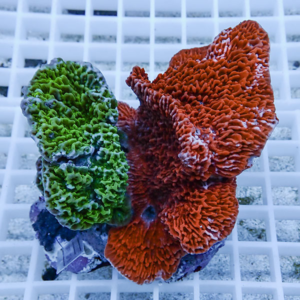Two vividly colored corals (green and orange) resting on a white grid, likely in an aquarium display.