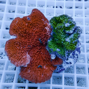 Red and green coral frag resting on a white grid frag rack in an aquarium setting, showing vibrant textures and growths on the surface.