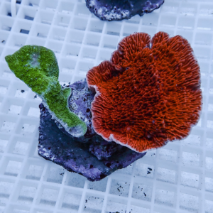 Red, textured plate coral attached to a green stalk on a purple base, sitting on a white grid surface.