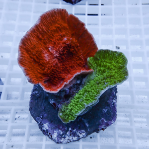 Red encrusting coral with a green encrusting partner resting on a dark rock atop a white grid background, likely in an aquarium frag rack.