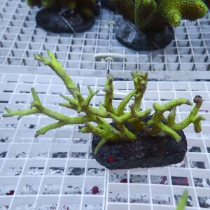 Green branching coral fragment attached to a dark rock piece on a white grid in a tank setting.