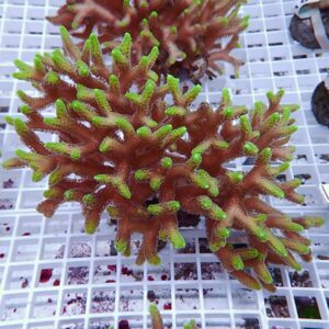 Red coral fragment with bright green tips resting on a white mesh rack.