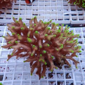 Brown coral fragment with bright green tips resting on a white grid surface in a reef tank setting.