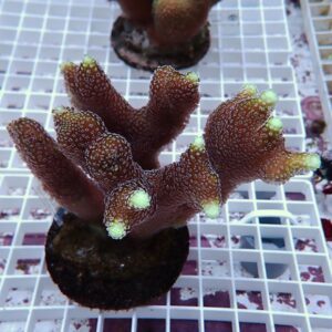 Red branching coral fragment with pale yellow polyp tips, mounted on a plug atop a white grid rack in a reef aquarium.