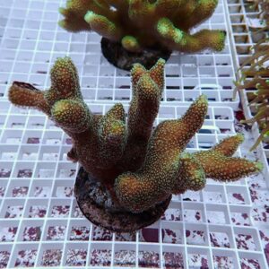Branching coral frags with finger-like branches and small green polyps on a white grid rack in a reef aquarium.