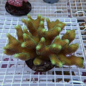 Bright green branching coral-like succulent with a bumpy texture in a pot on a white grid rack.