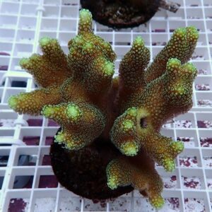 Brown branching coral frag with bright green polyp tips mounted on a plug in a white grid tank rack.