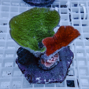 Frag plug with three colorful corals: green plate coral, red/orange coral, and purple encrusting coral on a white grid rack.