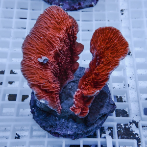 Red, ribbed coral fragment mounted on a small rock, placed on a white aquarium grid.