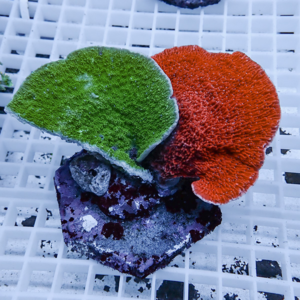 Fragments of live corals on a white mesh rack: green turf coral, bright orange plating coral, and purple encrusting coral.