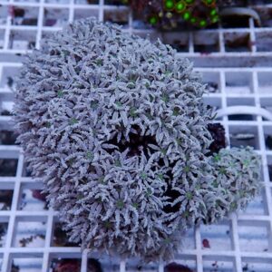 Close-up of a gray-purple coral colony with feathery polyps on a white frag grid.
