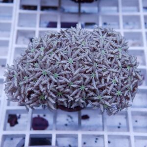 Round, frosted succulent ball composed of dozens of tiny star-shaped rosettes with green centers, resting on a white grid surface.